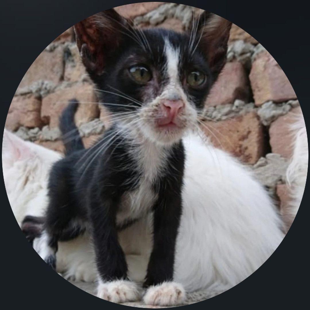 The Cat's care, content creator on Collabscafe